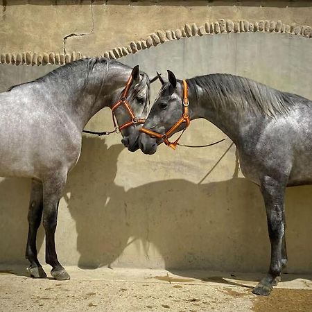 Logement Insolite Au Coeur D'Une Ecurie 阿爾勒 外观 照片