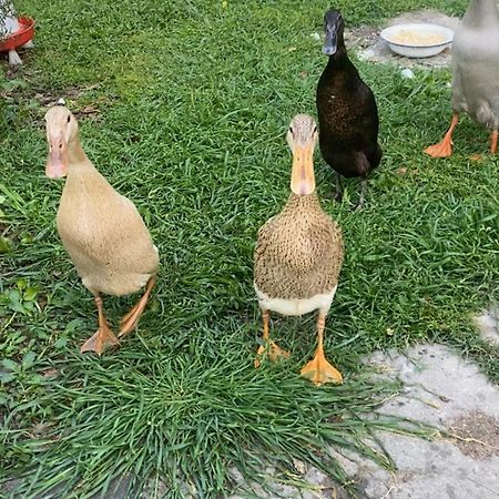 Logement Insolite Au Coeur D'Une Ecurie 阿爾勒 外观 照片