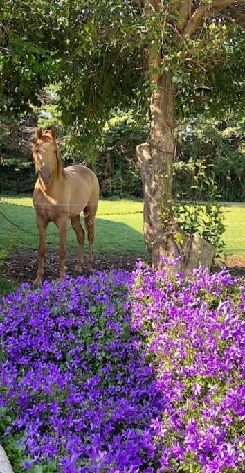 Logement Insolite Au Coeur D'Une Ecurie 阿爾勒 外观 照片