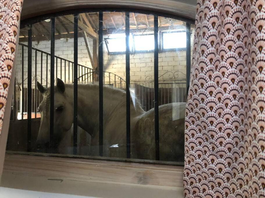 Logement Insolite Au Coeur D'Une Ecurie 阿爾勒 外观 照片