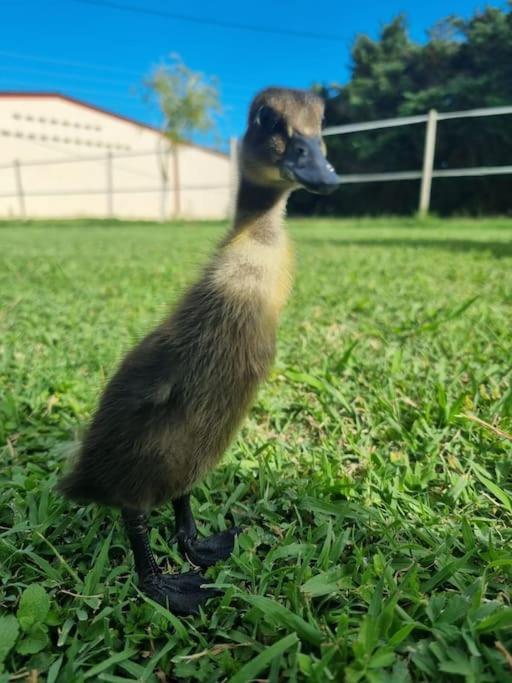 Logement Insolite Au Coeur D'Une Ecurie 阿爾勒 外观 照片