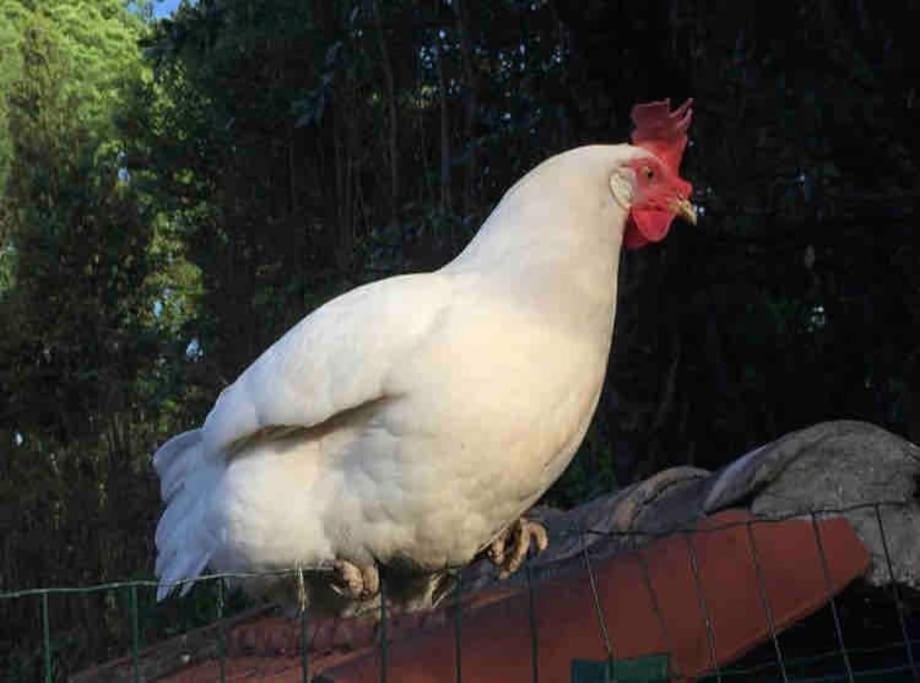 Logement Insolite Au Coeur D'Une Ecurie 阿爾勒 外观 照片